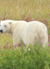 A polar bear roams through the wildflowers in Churchill, Manitoba. The white bear stands out against the colourful pink and green plants, capturing the unique natural beauty of the region’s Arctic landscape.