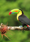 Keel-billed Toucan