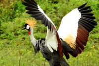 A grey crowned crane standing in a grassy field with its large black, white, and brown wings fully spread, showcasing its golden crown of feathers and vibrant red throat patch.