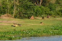 Two Nile crocodiles basking on grassy riverbanks with their mouths open, surrounded by green vegetation, with antelopes and other wildlife visible in the distant background.
