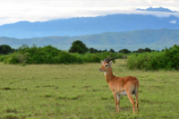 A Uganda kob antelope standing in an open grassy savannah with green shrubs and distant blue mountains under a cloudy sky in the background.