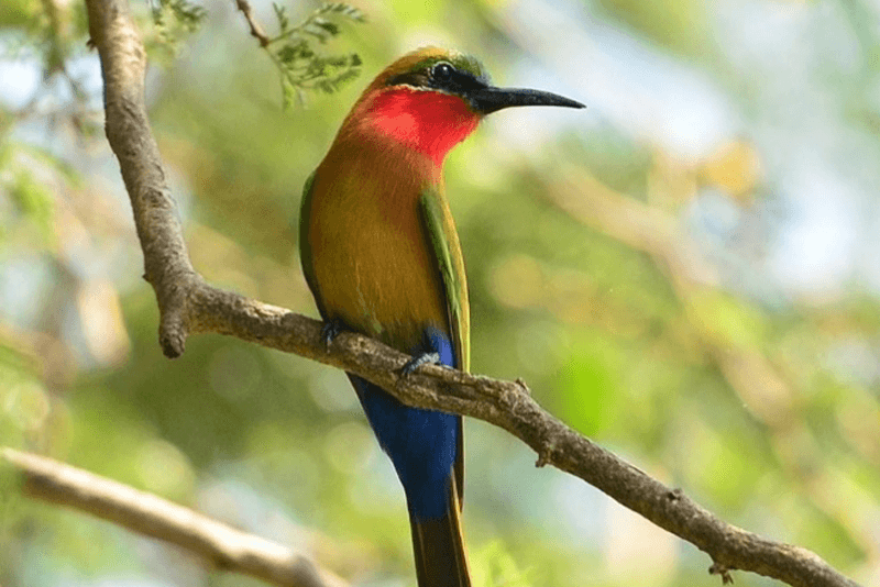 A vibrant red-throated bee-eater with green, blue, and red plumage perched on a tree branch, surrounded by blurred green foliage in the background.