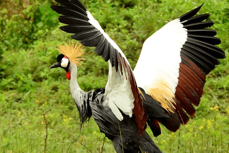 A grey crowned crane standing in a grassy field with its large black, white, and brown wings fully spread, showcasing its golden crown of feathers and vibrant red throat patch.