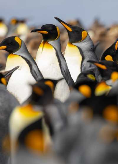 A closeup of a colony of King Penguins in Antarctica, showcasing their distinctive black, white, and orange plumage as they stand closely together.