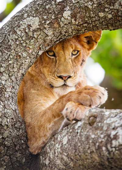 A closeup of a lion resting in the branches of a tree in Serengeti National Park, Tanzania, with its intense gaze focused on the camera.