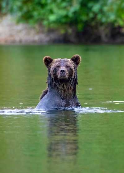 A Grizzly Bear standing in a river in British Columbia, Canada, with water dripping from its fur as it gazes directly at the camera.